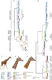 Multi Locus Analyses Reveal Four Giraffe Species Instead Of