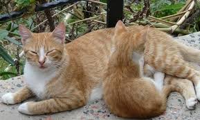 Consumers can reach the customer service team by either filling out the online form. How Long Is A Cat Pregnant Canna Pet Why Do Cats Purr Cancer In Cats Cat Mom