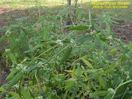 Image result for Mitracarpus