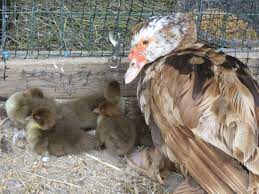 They were all orphaned ducklings. Chocolate Muscovy Hen And Her Ducklings Ducks Duckling Poultry Backyard Ducks Cool House Designs Backyard Design