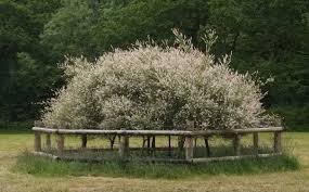 Image result for Salix