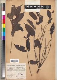 Image result for Antrocaryon nannanii