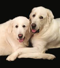 Love and Contentment Coffee Mug