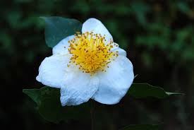 Image result for Theaceae