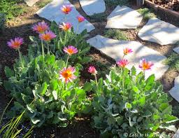 Image result for Arctotis