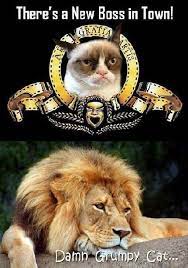 Happy birthday @realgrumpycat you are missed everyday we love you pic.twitter.com/nqsrmorrbp. New Boss Grumpy Cat Meme Grumpy Cat Funny Grumpy Cat Memes