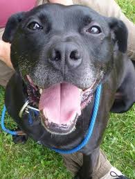 Caesar Is Smiling Hard Because He Knows There S Someone Out There For Him His Friends At I Heart Dogs Rescue And Animal Haven In Wa Animal Projects Dogs Pets