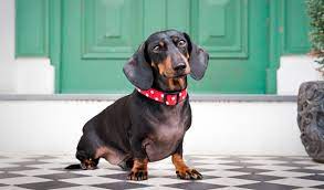 Dachshund Dog Breed Information