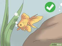 How To Take Care Of Your Carnival Goldfish 10 Steps