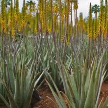 Like aloe vera, cactus juice contains plenty of powerful nutrients. Botany Of Aloe Vera Amgi