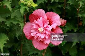 337 Hibiscus Syriacus Stock Photos, High-Res Pictures, and Images