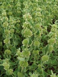 Image result for Equilabium pauciflorum