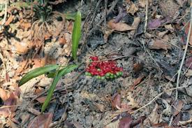 Image result for Ochna richardsiae