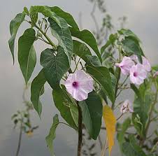 Image result for Ipomoea carnea