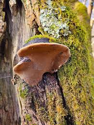 Image result for Phellinus igniarius