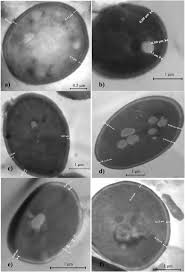 Feed additives yeast cell wall to help you buy them within your budget. The Production Of Yeast Cell Wall Using An Agroindustrial Waste Influences The Wall Thickness And Is Implicated On The Aflatoxin B1 Adsorption Process Sciencedirect