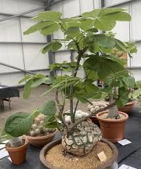 Image result for Bombax