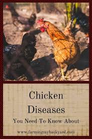 Chicken Diseases You Need To Know About Farming My Backyard