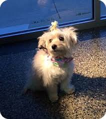 On this page you will get available mini maltese puppies for adoption at allan teacup puppies home, we are best maltese puppies breeders. Chicago Il Maltese Meet Minnie A Pet For Adoption