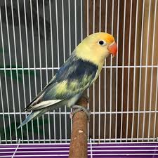 Parblue sable head adalah salah satu jenis lovebird yang memiliki kepala kuning cerah sampai leher atau biasa disebut dengan ngalung. Lengkap Cara Mencetak Lovebird Biola Blue Series Biru Ada Disini