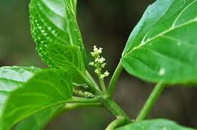 Image result for Micrococca