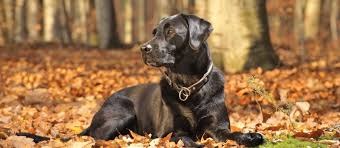If you're uncertain if a certain puppy is purebred, there are several ways you can check. Black Labrador Retriever Puppies For Sale Greenfield Puppies