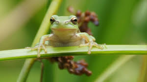 Image result for Pollichia