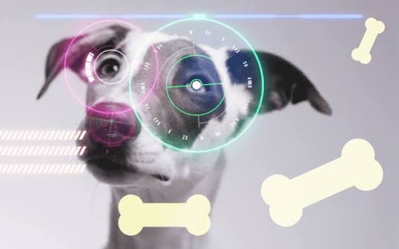 How Veterinary Innovations are Improving the Standard of Care - The  Vetiverse