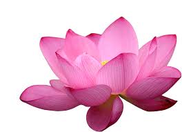 We have a massive amount of desktop and mobile backgrounds. Beautiful Lotus Flower Stock Photo Image Of Backgrounds 13980928