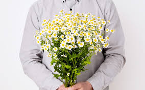 Image result for Matricaria