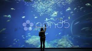 Big Aquarium And People Stock Footage Aquarium Big People Footage Big Aquarium Aquarium Big People