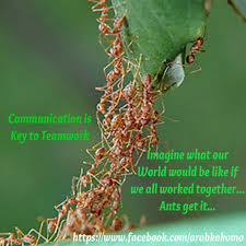 Ants And Teamwork Business Motivational Quotes Teamwork Quotes Teamwork