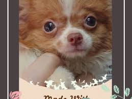 Favorite this post jul 22. Brown White Chihuahua Puppies For Sale Singapore Pet Shop Puppies Sale In Singapore Petshop 700 Facebook Reviews