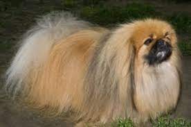 See more ideas about chinese crested, chinese crested dog, chinese crested hairless. Long Haired Perkingese Dog Breeds Popular Dog Breeds Famous Dogs