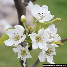 Image result for Pyrus pyrifolia