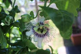 Preparing For A Bee Friendly Garden Part 3 Fruit Trees Bronteebee