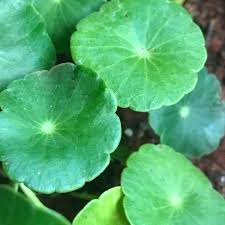 Image result for Hydrocotyle