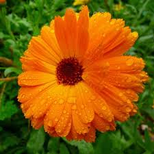 Maybe you would like to learn more about one of these? Richard Whelan Medical Herbalist Calendula