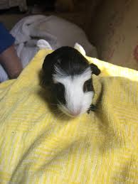 Guinea pigs are diurnal, meaning they are most active during the day. Pin On Baby Guinea Pigs For Sale