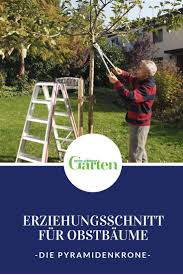 Erziehungsschnitt Aufbau Einer Pyramidenkrone Baumgarten Obstbaume Schneiden Und Gartenbaume