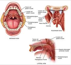 It encloses the palatoglossus muscle and forms the anterior margin of the tonsillar fossa. Final Flashcards Chegg Com