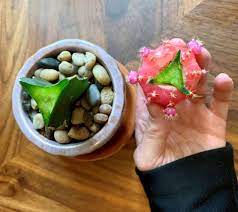 They're not the type of plant that you have to water often. Why Is Your Moon Cactus Dying And Can It Be Saved A Natural Curiosity