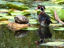 Raspandita indeosebi in zona portile de fier, pe vaile afluentilor dunarii, cu precadere la marginea lizierelor de padure. Omleta Din Oua De Broasca Testoasa Youtube