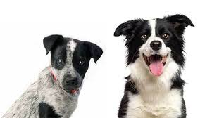 Blue Heeler Border Collie Mix Everything You Need To Know Border collies can be (and are) taught to drive stock away from the shepherd, but they do not usually do it by instinct. blue heeler border collie mix