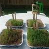 Abelino provided excellent weekly lawn care service again this year (lawn mowing and trimming), which is the 2nd year that have benefited from his meticulous work. 1