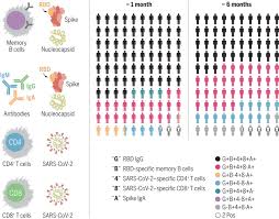 Can this problem be modeled as a proportional relationship? Immunological Memory To Sars Cov 2 Assessed For Up To 8 Months After Infection Science