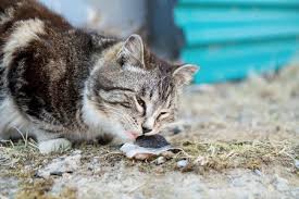 While the medium seems big for a cat (it is a little more difficult for her to maneuver with the bigger collar) it is the right size for her neck. 958 Cat Fish Catch Stock Photos And Images 123rf