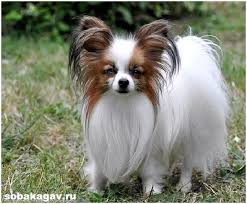 poroda sobak francuzskaya babochka foto sajt eksperta po zhivotnym howmeow