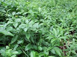 Image result for Otiophora pauciflora