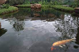 Regarder des films en streaming complet sur votre smart tv, console de jeu, pc, mac, smartphone, tablette et bien plus. Winterizing Your Natural Pool Or Koi Pond For Cold Weather Reflections Water Gardens Koi Pond Natural Pool Pond